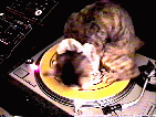 A cat on a spinning record player